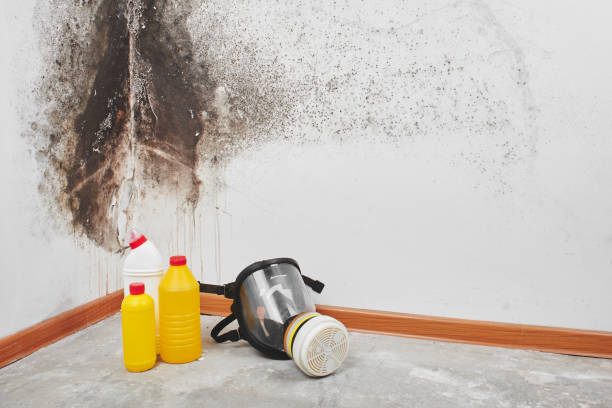 Mold Remediation for Vacation Homes in Trainer, PA